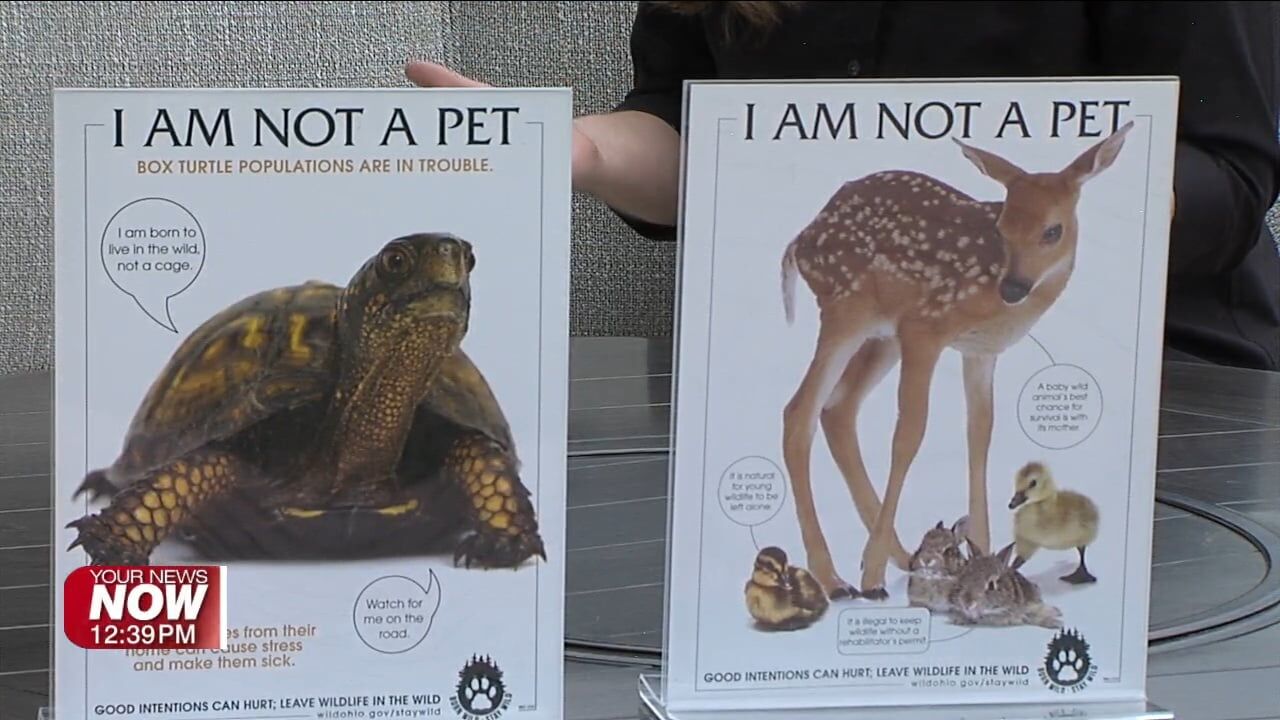 Ohio Division of Wildlife says to leave wild baby animals in the wild